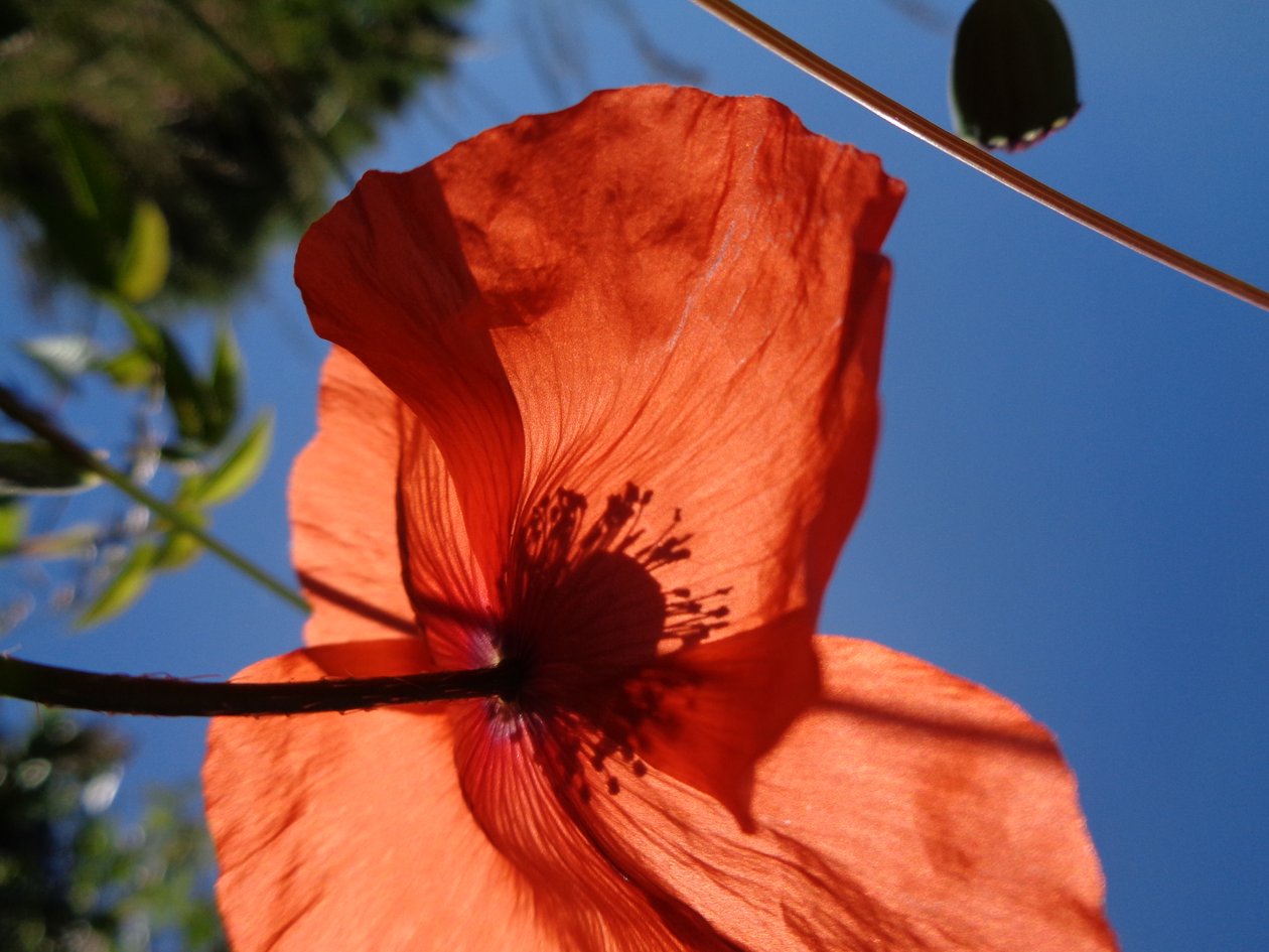 Mohnblumen von Martina Konitzky