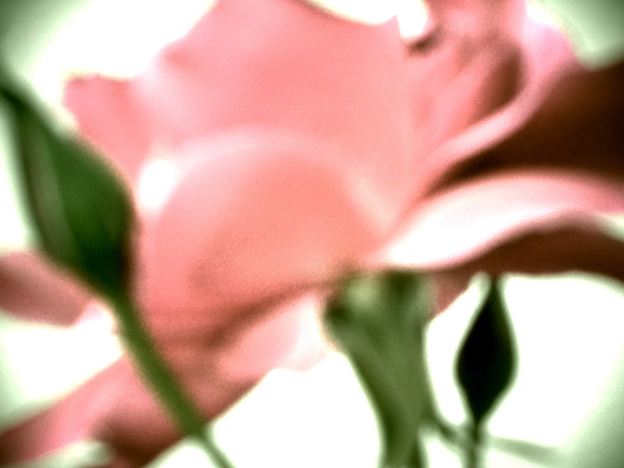 Rose von Martina Konitzky