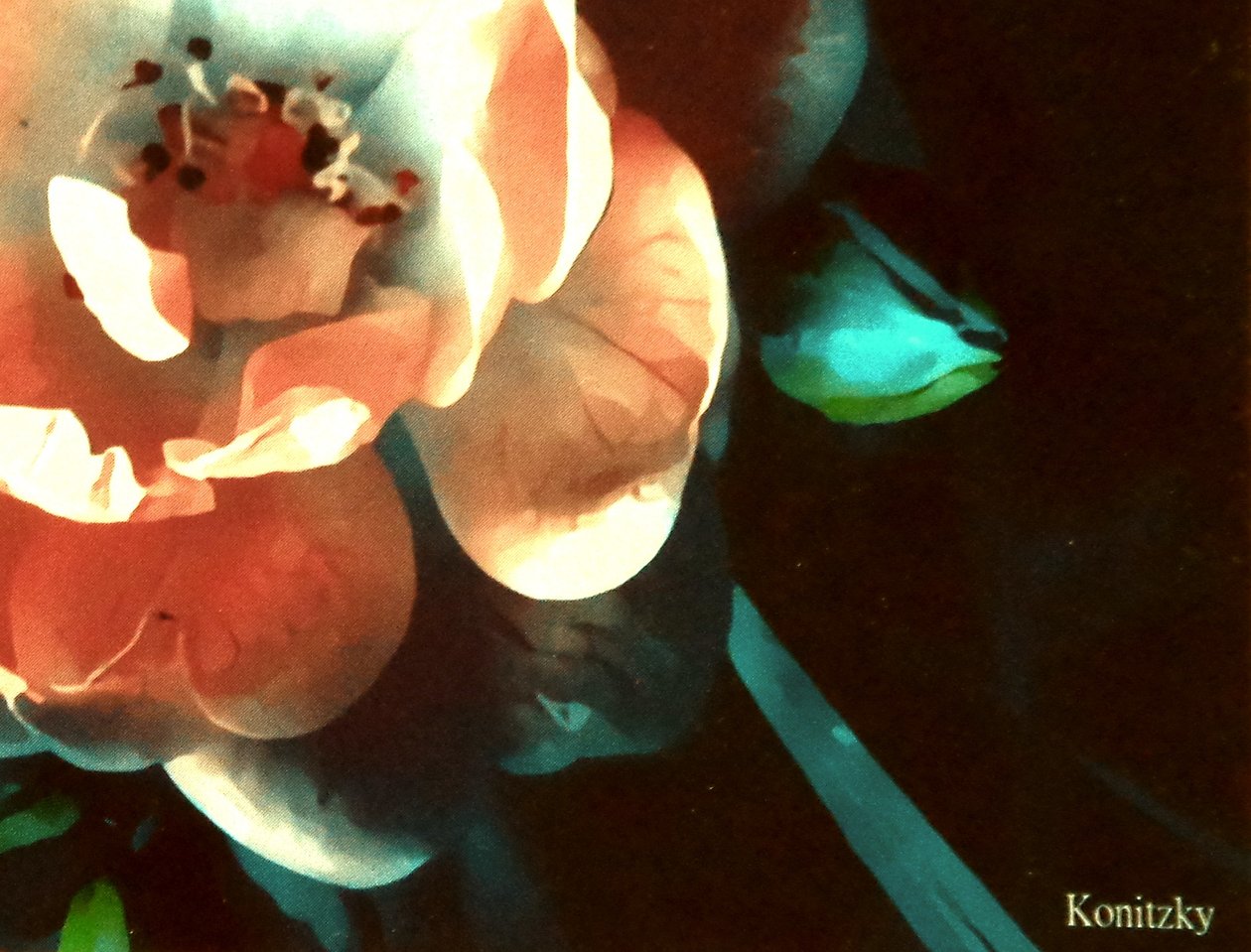 Rose von Martina Konitzky