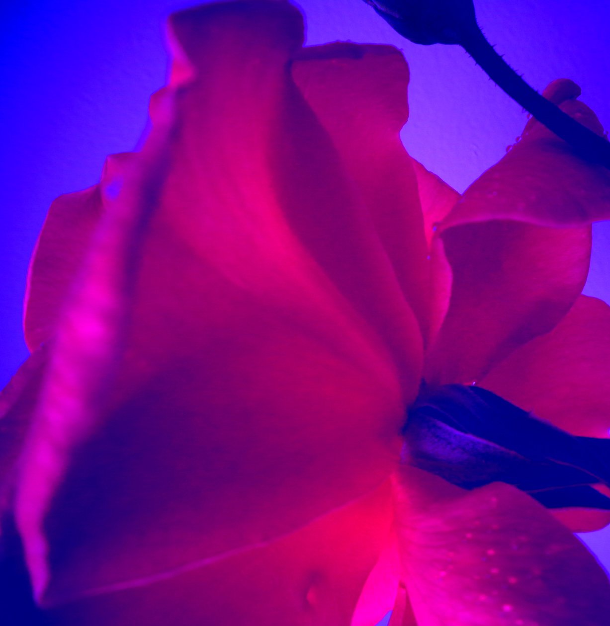 Rose von Martina Konitzky