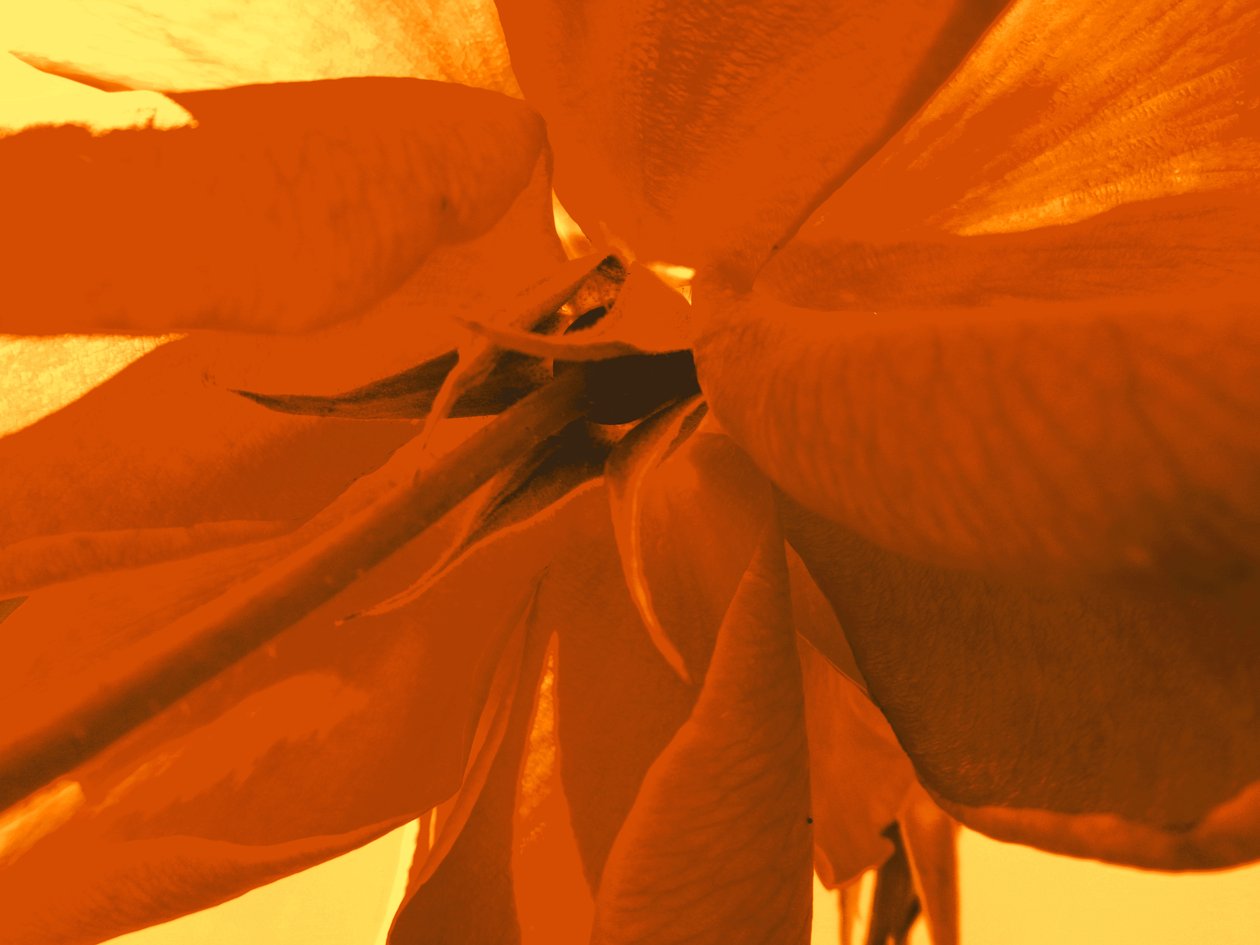 Rosenblüte von Martina Konitzky
