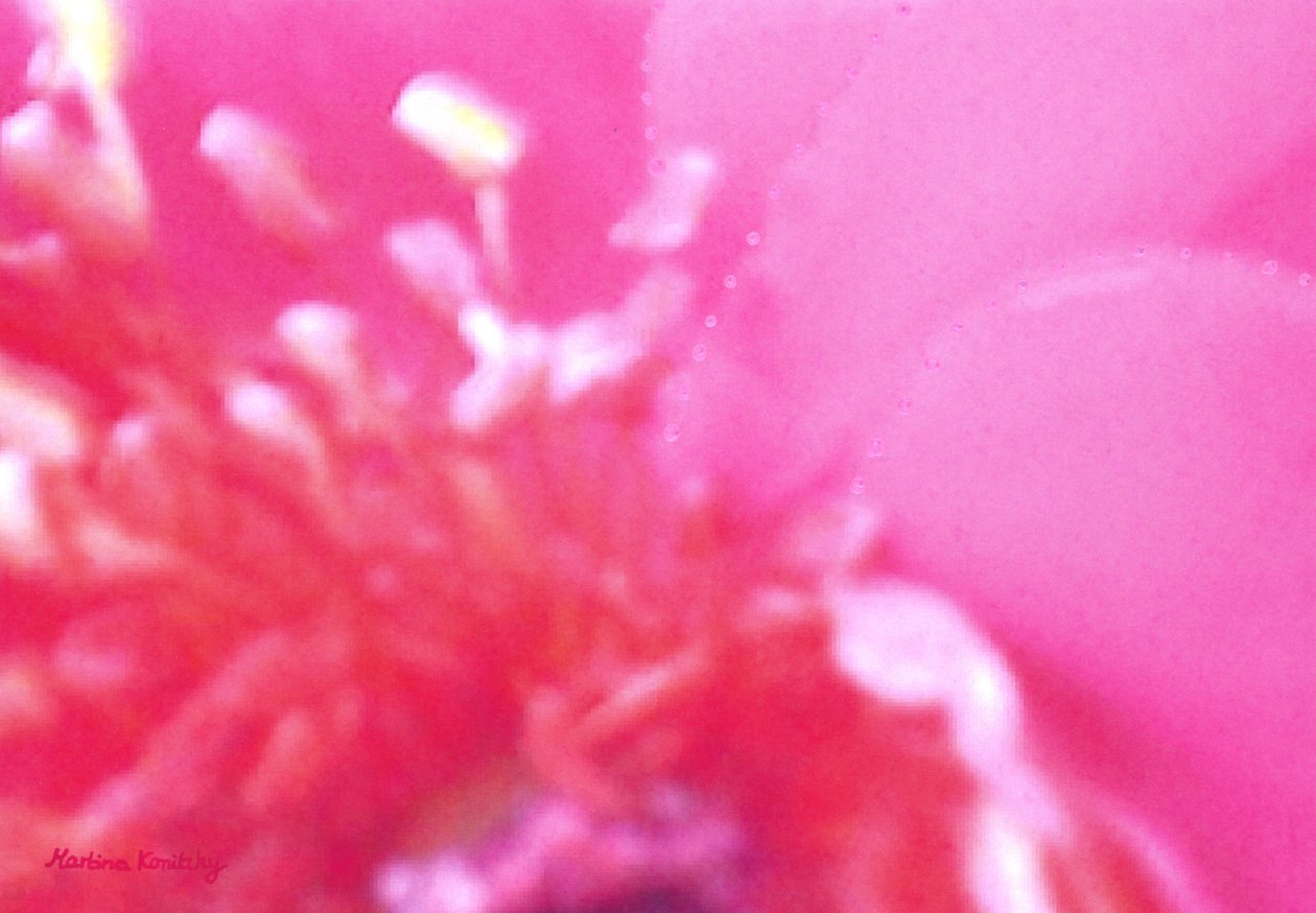 Rosenduft 1 von Martina Konitzky