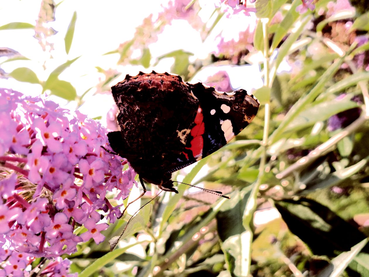 Schmetterling von Martina Konitzky