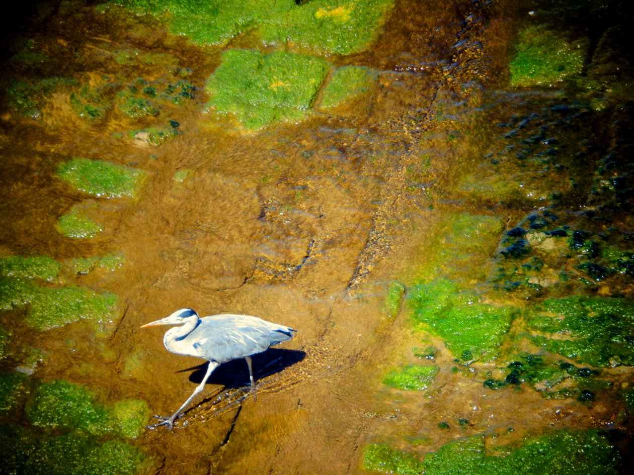 Vogel am Fluss von Martina Konitzky