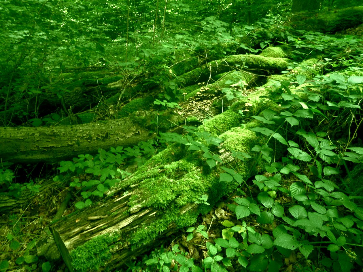 Wald von Martina Konitzky