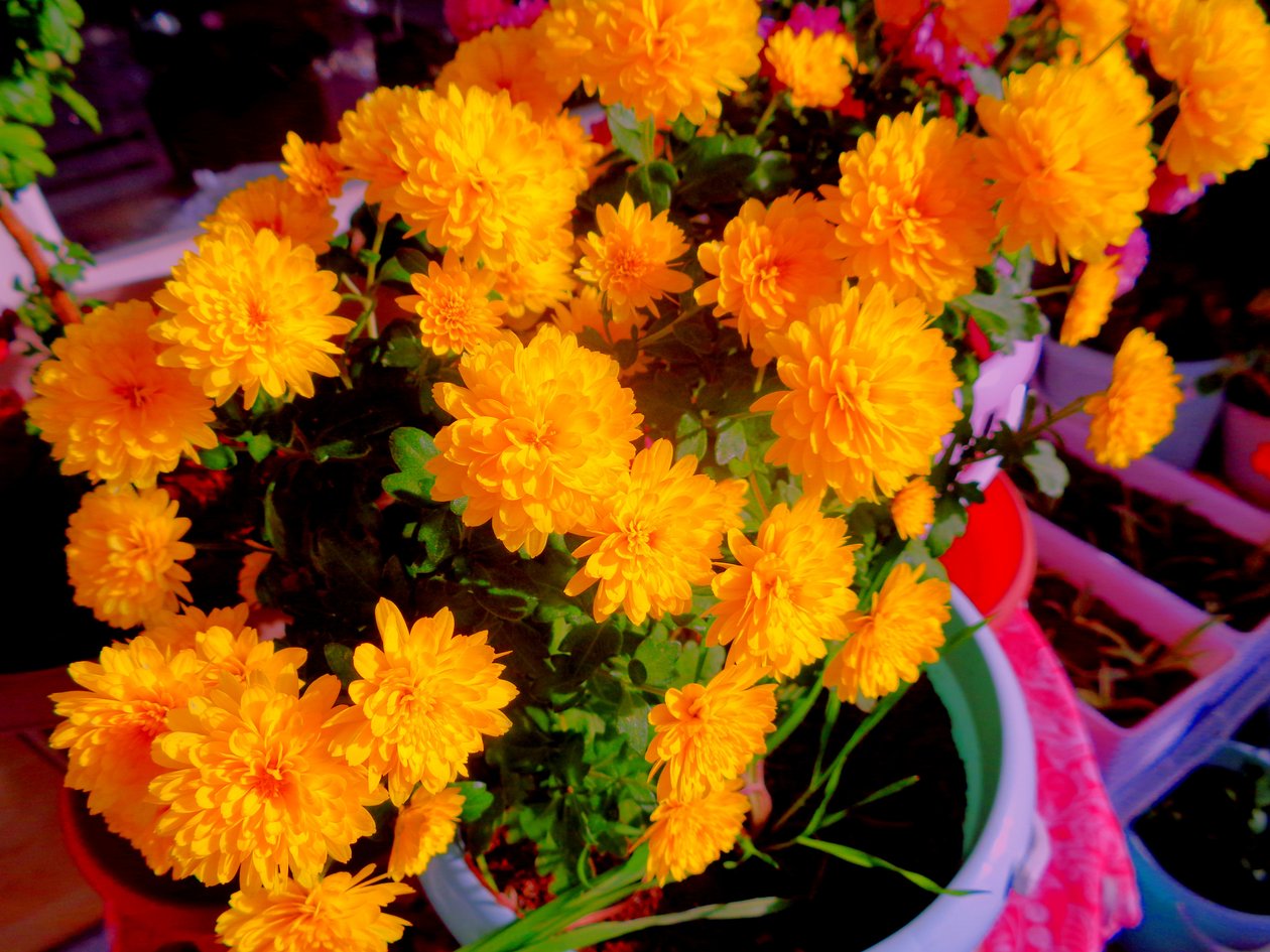 Chrysanthemen1 von Martina Konitzky