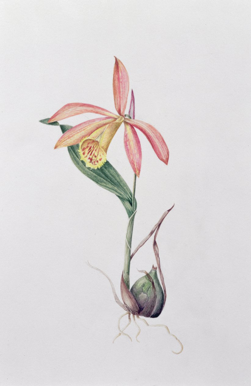 Pleione Zeus Wildstein von Mary Kenyon Slaney