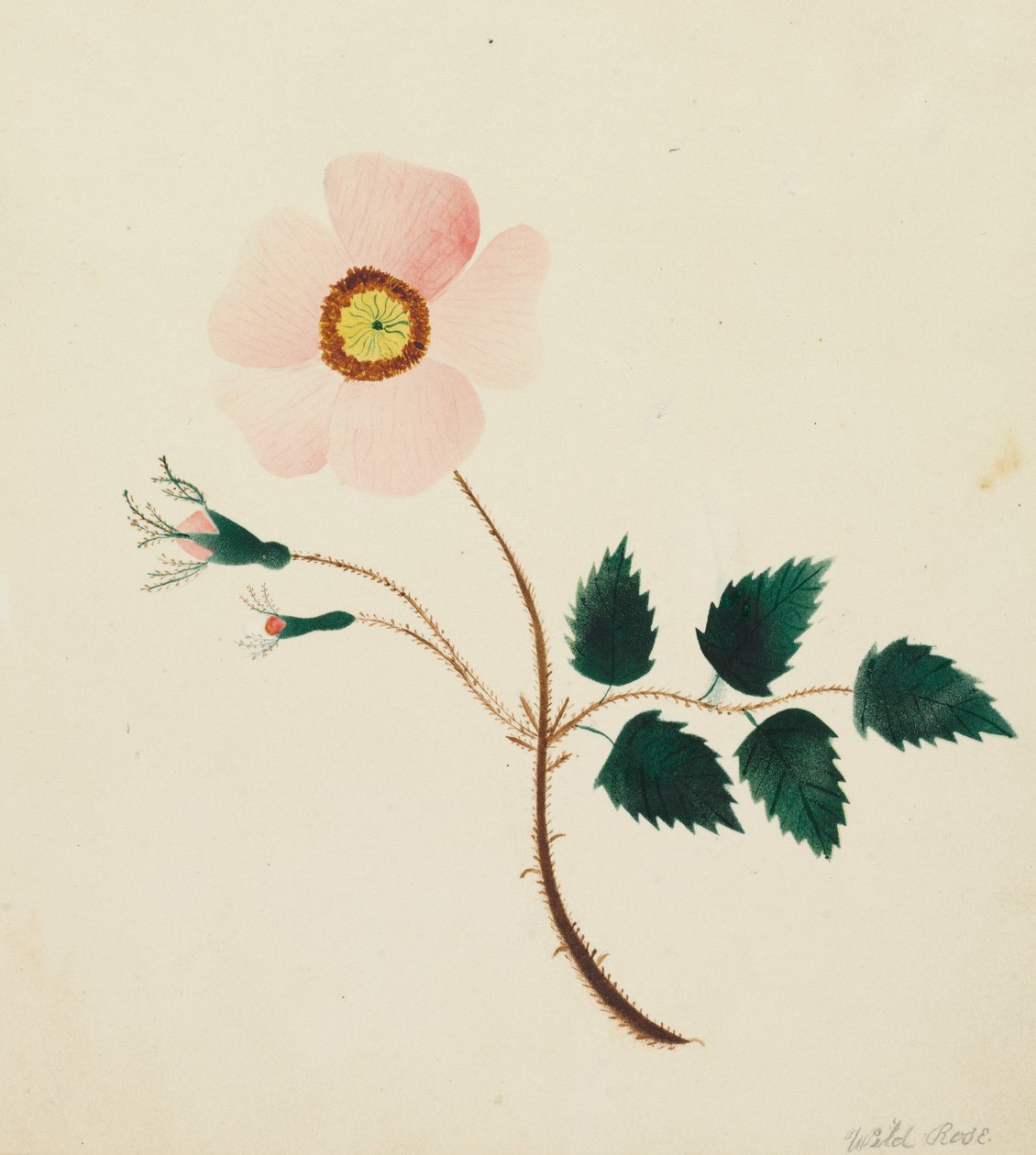 Wilde Rose von Mary Altha Nims
