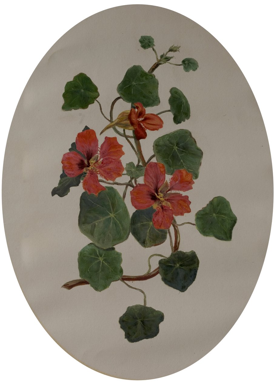 Kapuzinerkresse, ca. 1870 von Mary Dakeyne Townroe