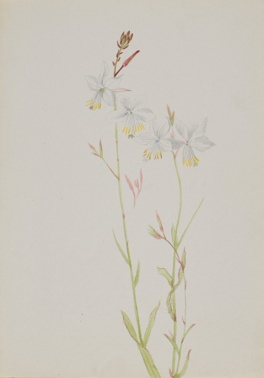 (Ohne Titel - Blumenstudie) von Mary Vaux Walcott