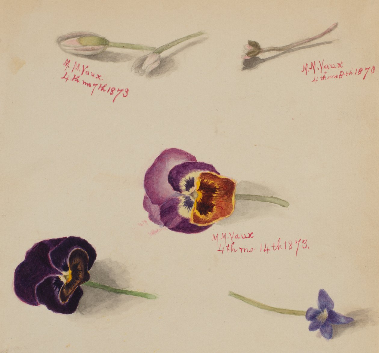 (Ohne Titel--Blumenstudie) von Mary Vaux Walcott
