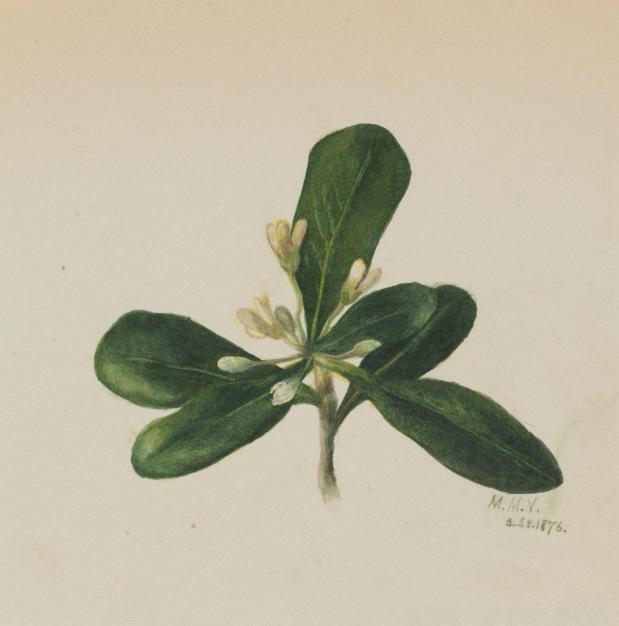 (Ohne Titel--Blumenstudie) von Mary Vaux Walcott