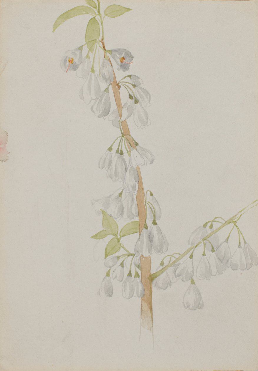 (Ohne Titel--Blumenstudie) von Mary Vaux Walcott