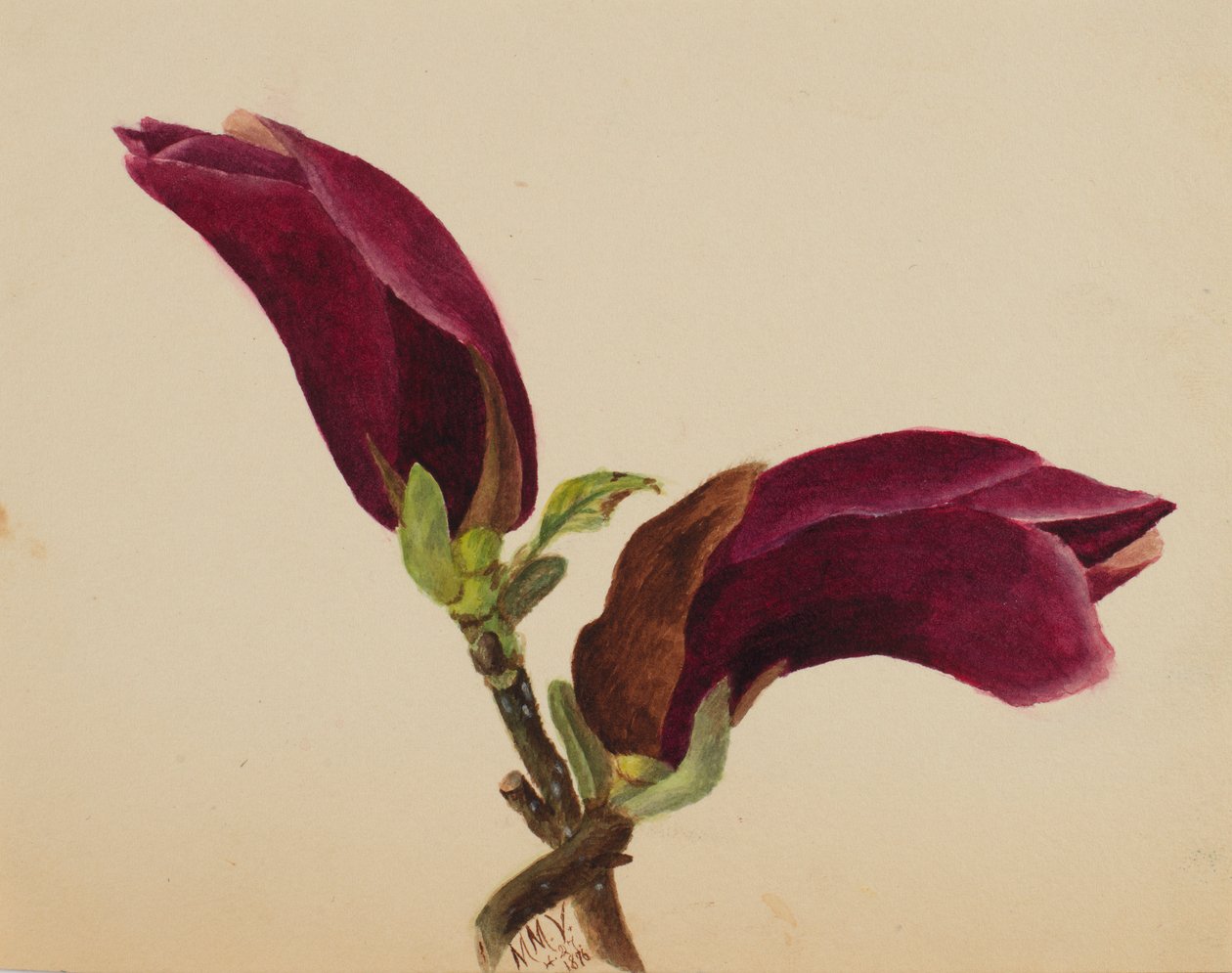 (Ohne Titel--Blumenstudie) von Mary Vaux Walcott