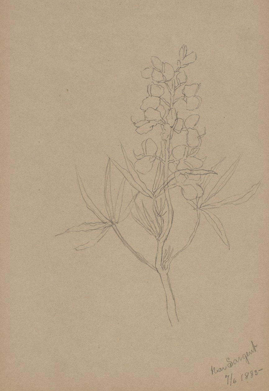 (Ohne Titel--Blumenstudie) von Mary Vaux Walcott