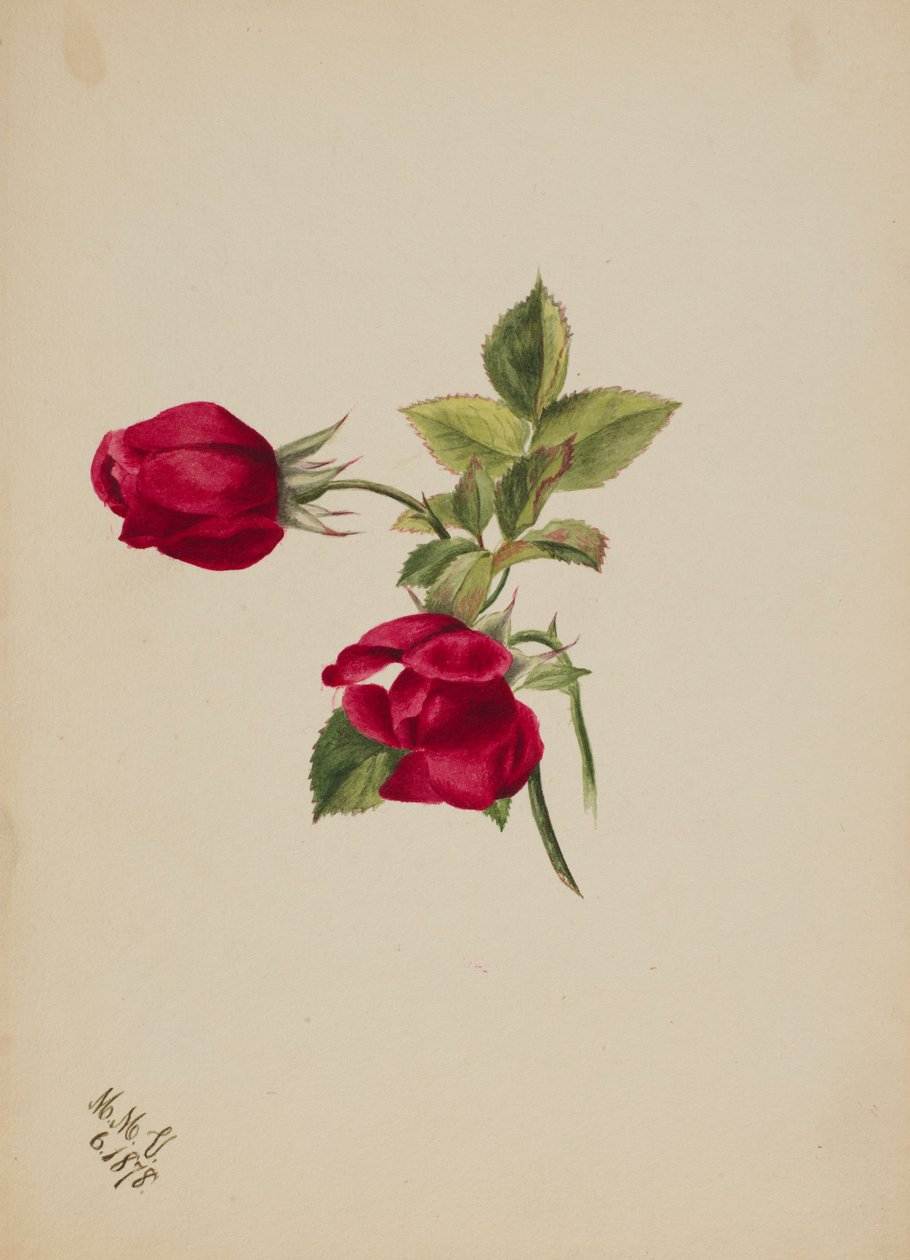 (Ohne Titel - Rose) von Mary Vaux Walcott