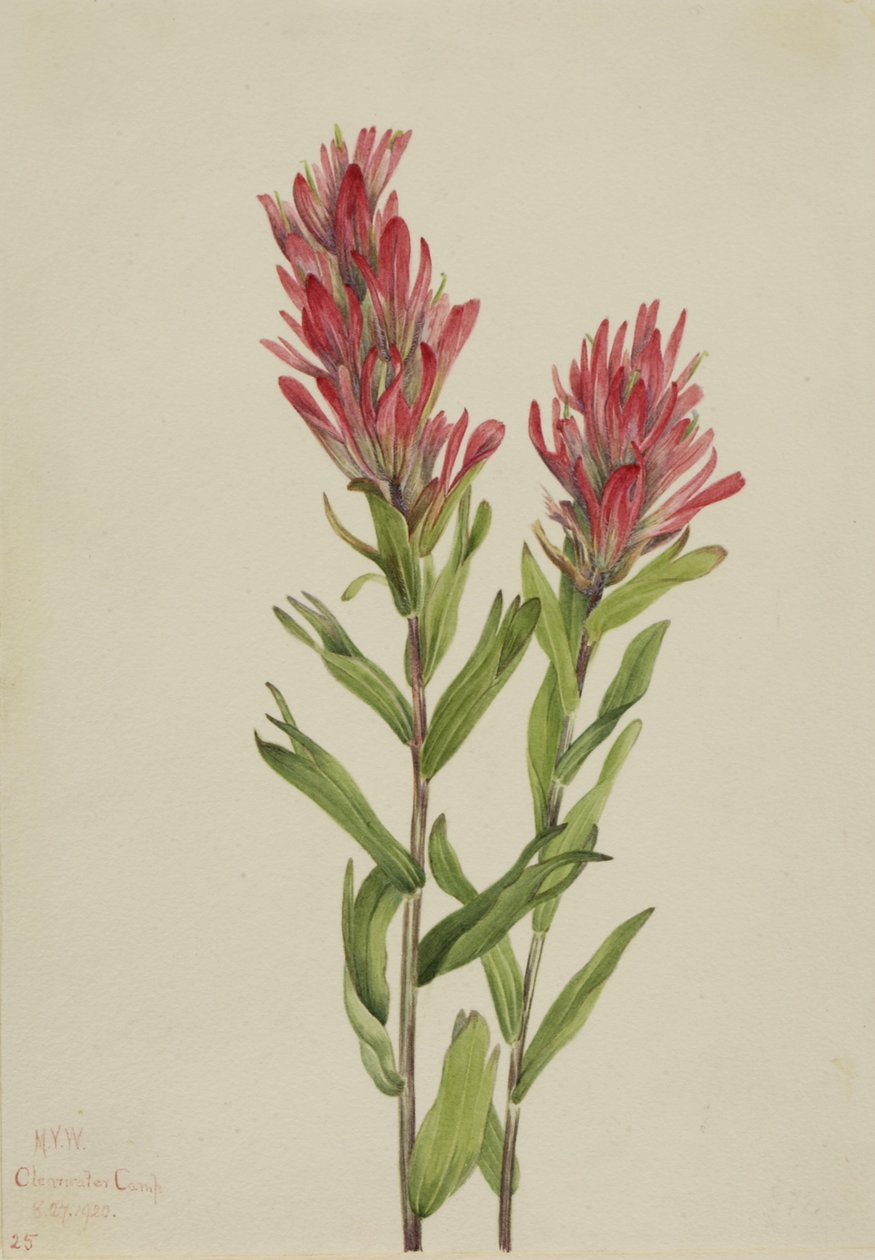 Alberta-Pinsel (Catilleja miniata) von Mary Vaux Walcott