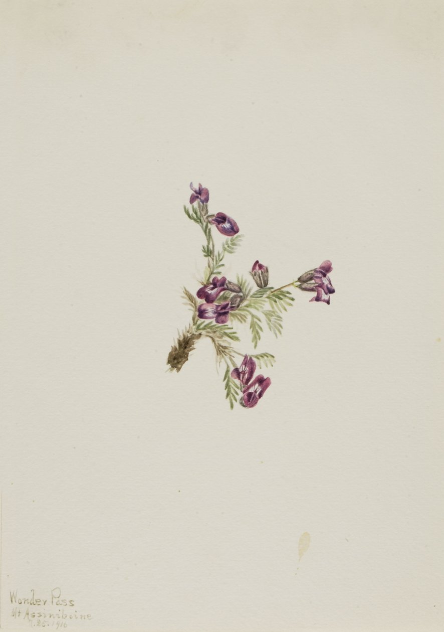 Alpen-Spitzkiel (Oxytropis podocarpa) von Mary Vaux Walcott