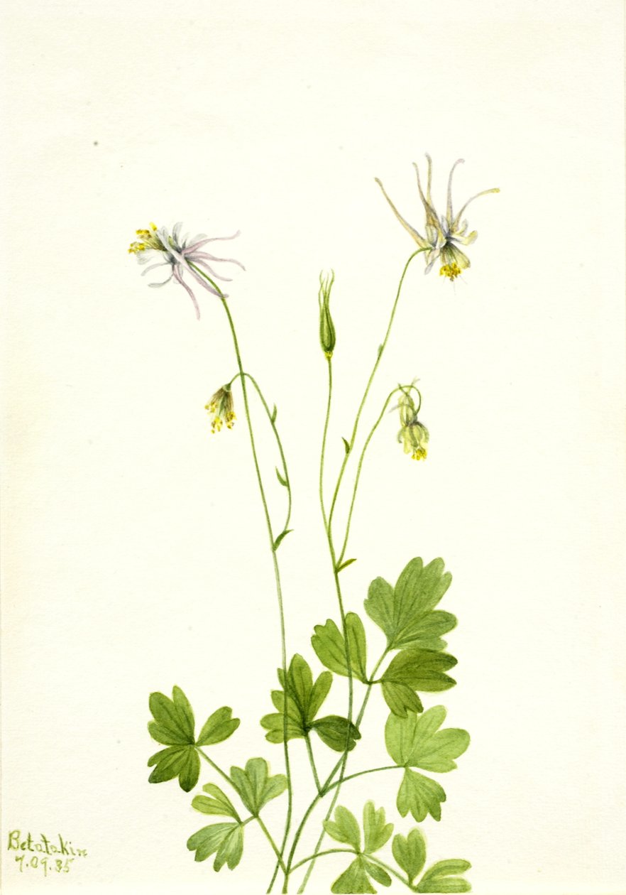 Aquilegia ecalcarata von Mary Vaux Walcott