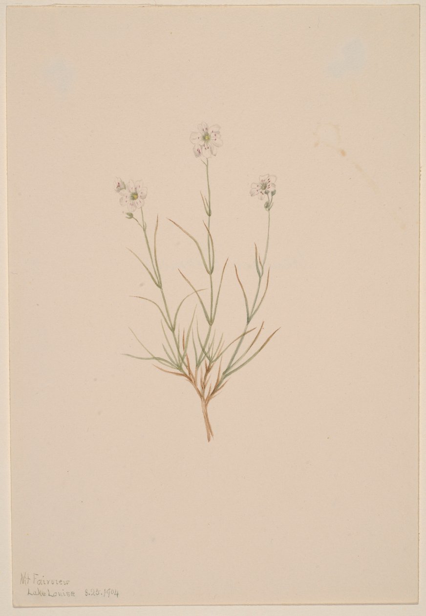 Arenaria formosa von Mary Vaux Walcott