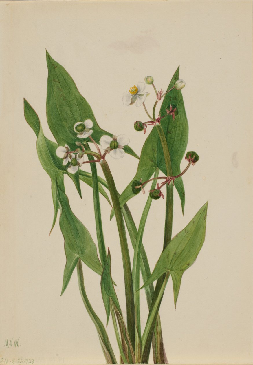 Pfeilblatt (Sagittaria cuneata) von Mary Vaux Walcott