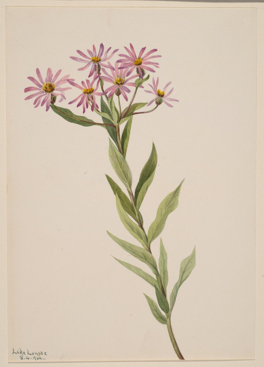 Aster Engelmann, 1904 von Mary Vaux Walcott