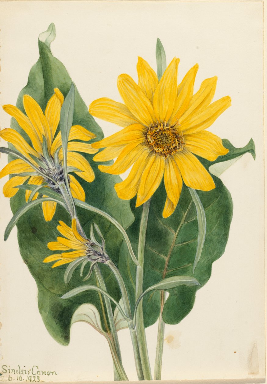 Balsamwurzel Balsamorhiza sagittata, 1923 von Mary Vaux Walcott