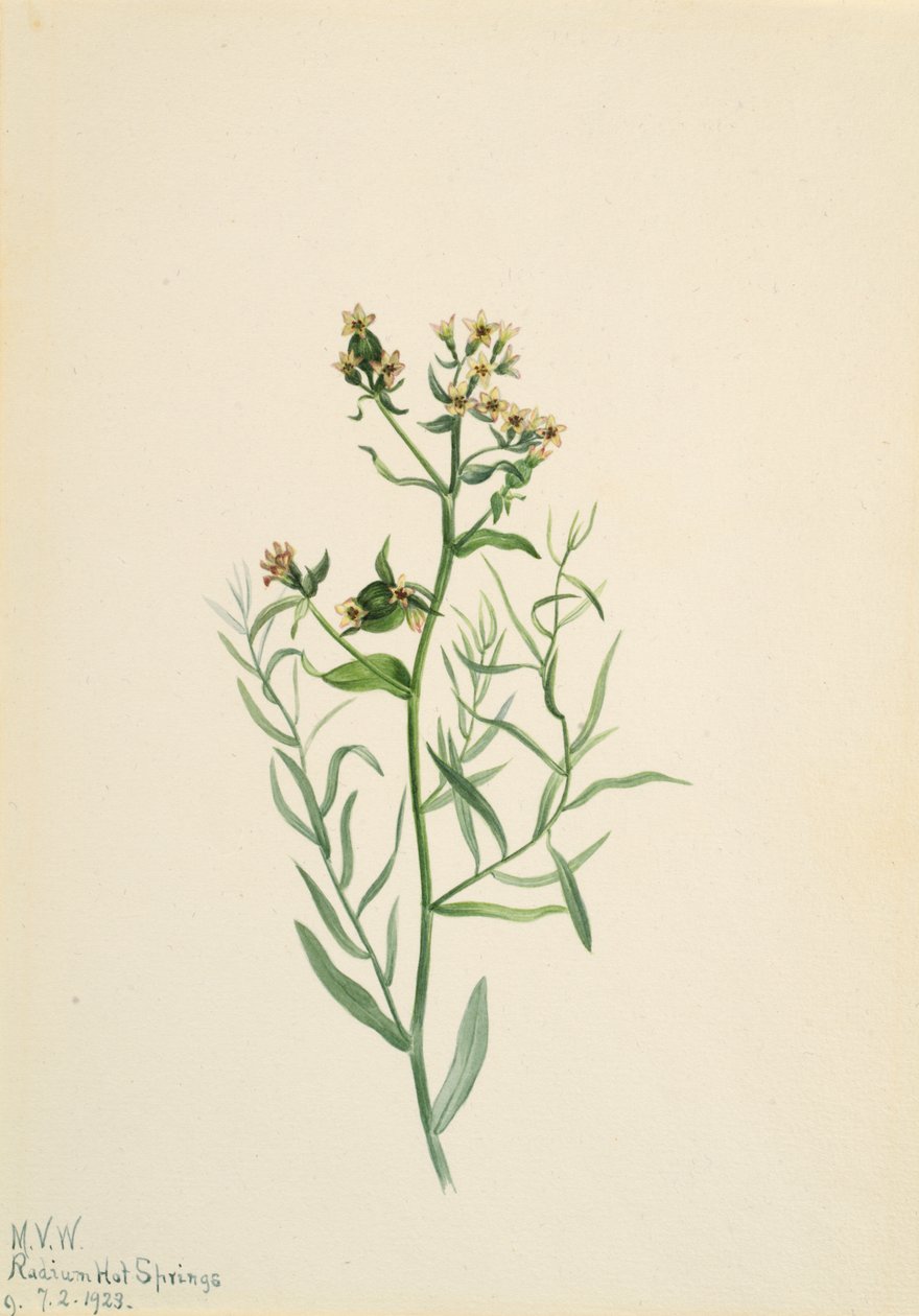 Bastard-Toadflax Comandra pallida, 1923 von Mary Vaux Walcott