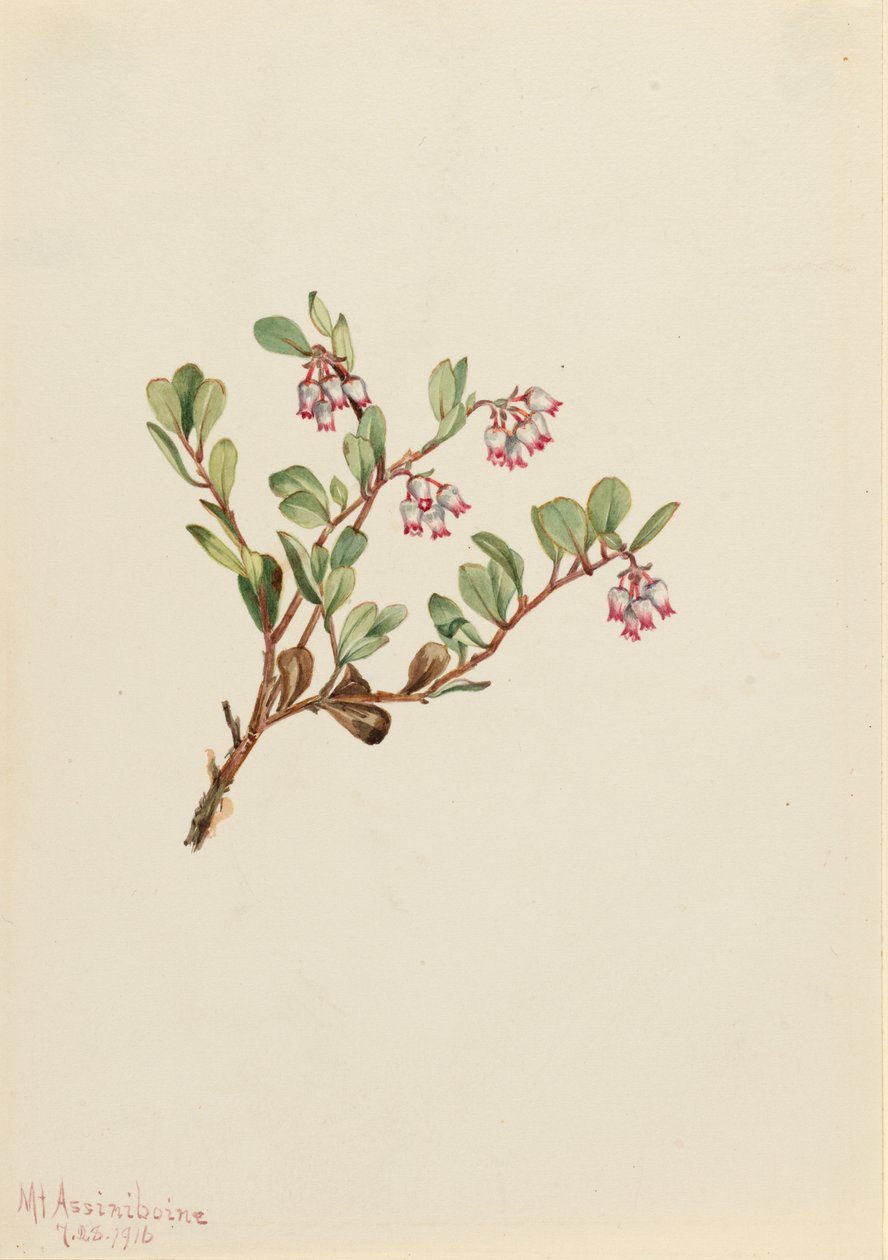Bärentraube (Arctostaphylos uva-ursi) von Mary Vaux Walcott