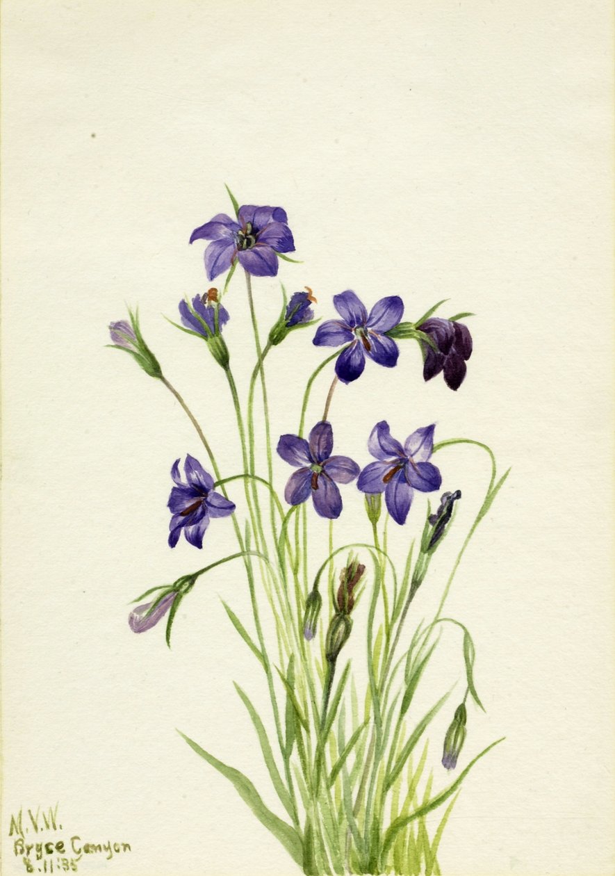 Glockenblume (Campanula) von Mary Vaux Walcott