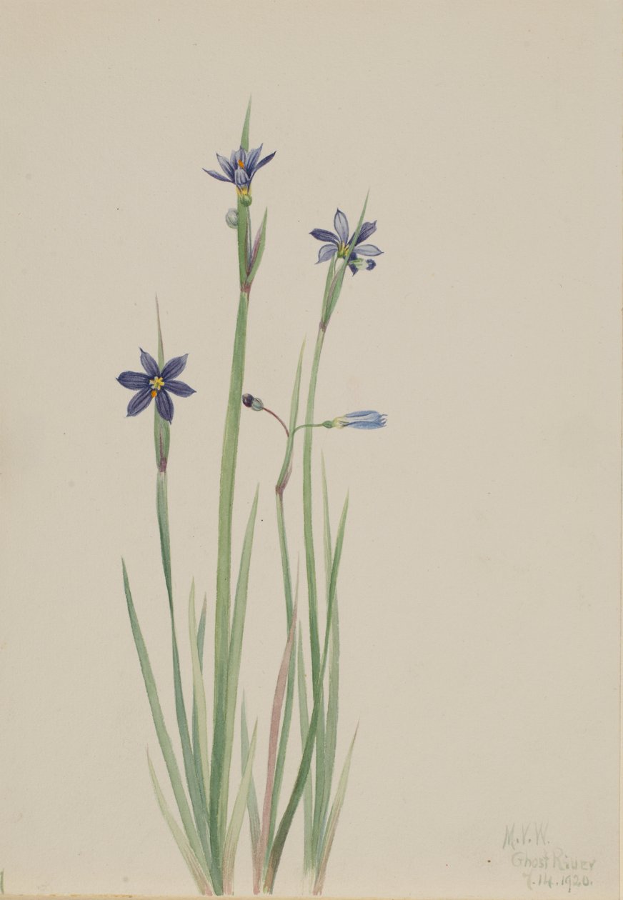 Blaue Augenlilie (Sisyrinchium angustifolium) von Mary Vaux Walcott