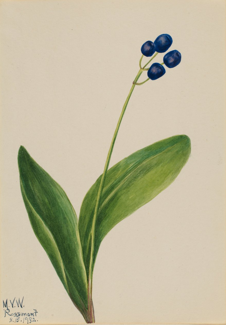 Blaue Perle (Clintonia borealis) von Mary Vaux Walcott