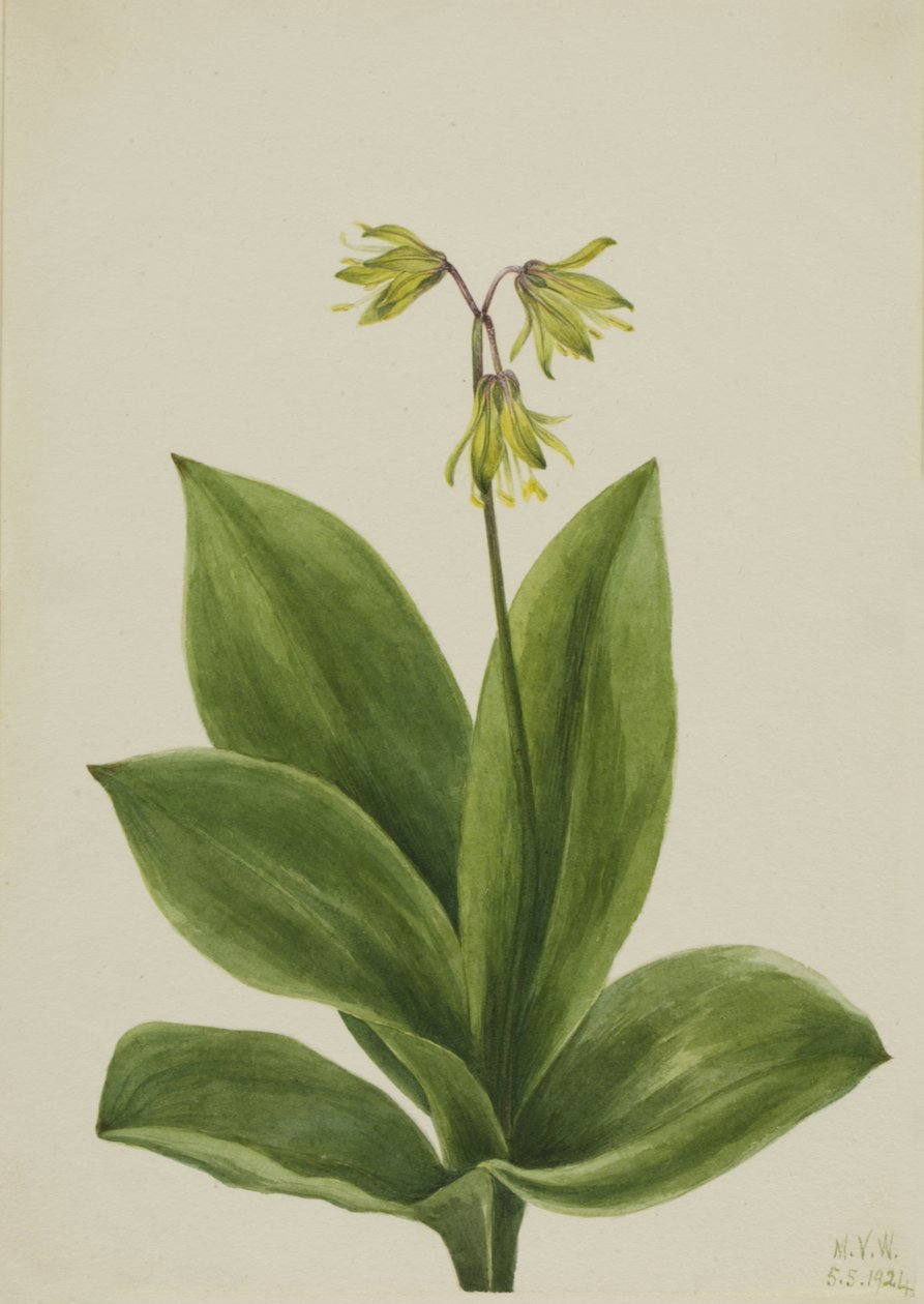 Blaue Perlen-Clintonia borealis, 1924 von Mary Vaux Walcott