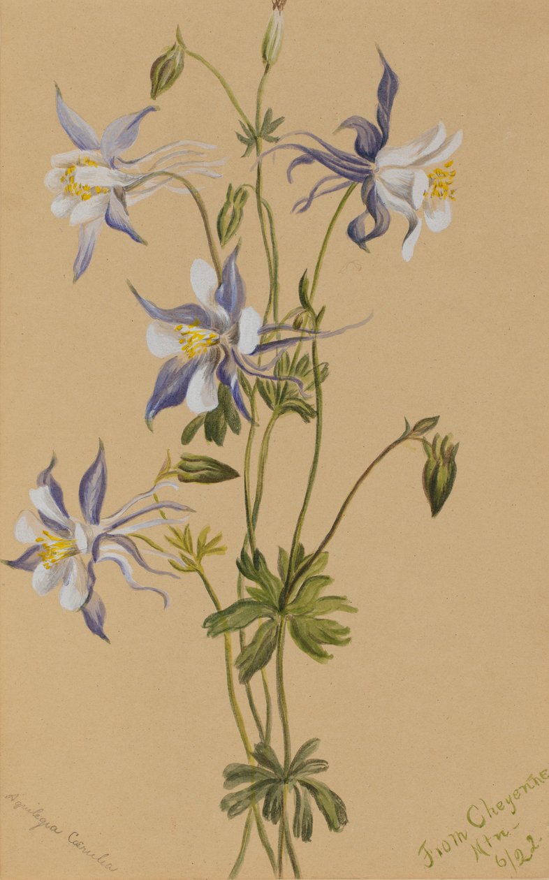 Blaue Akelei (Aquilegia caerulea) von Mary Vaux Walcott