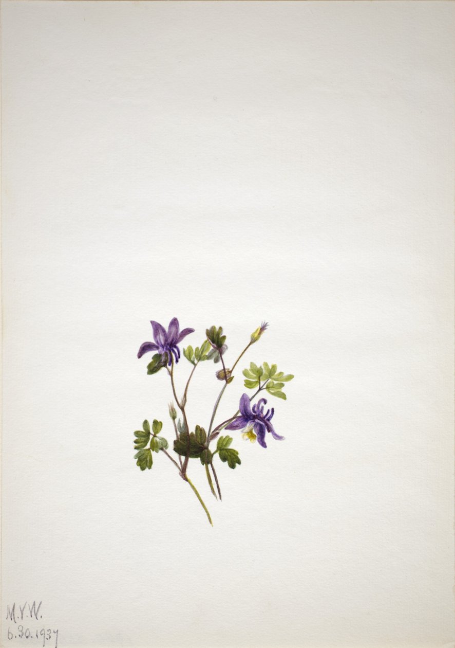 Blaue Akelei (Aquilegia saximontana) von Mary Vaux Walcott