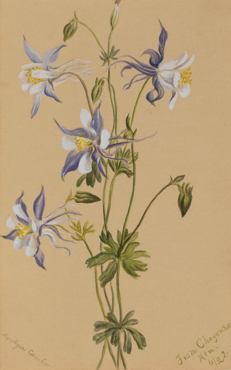 Blaue Akelei Aquilegia caerulea, 1922 von Mary Vaux Walcott