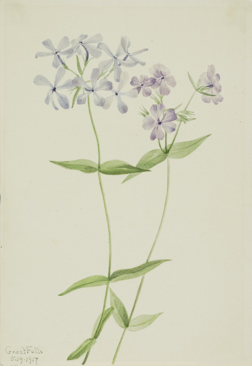 Blauer Phlox (Phlox divaricata) von Mary Vaux Walcott