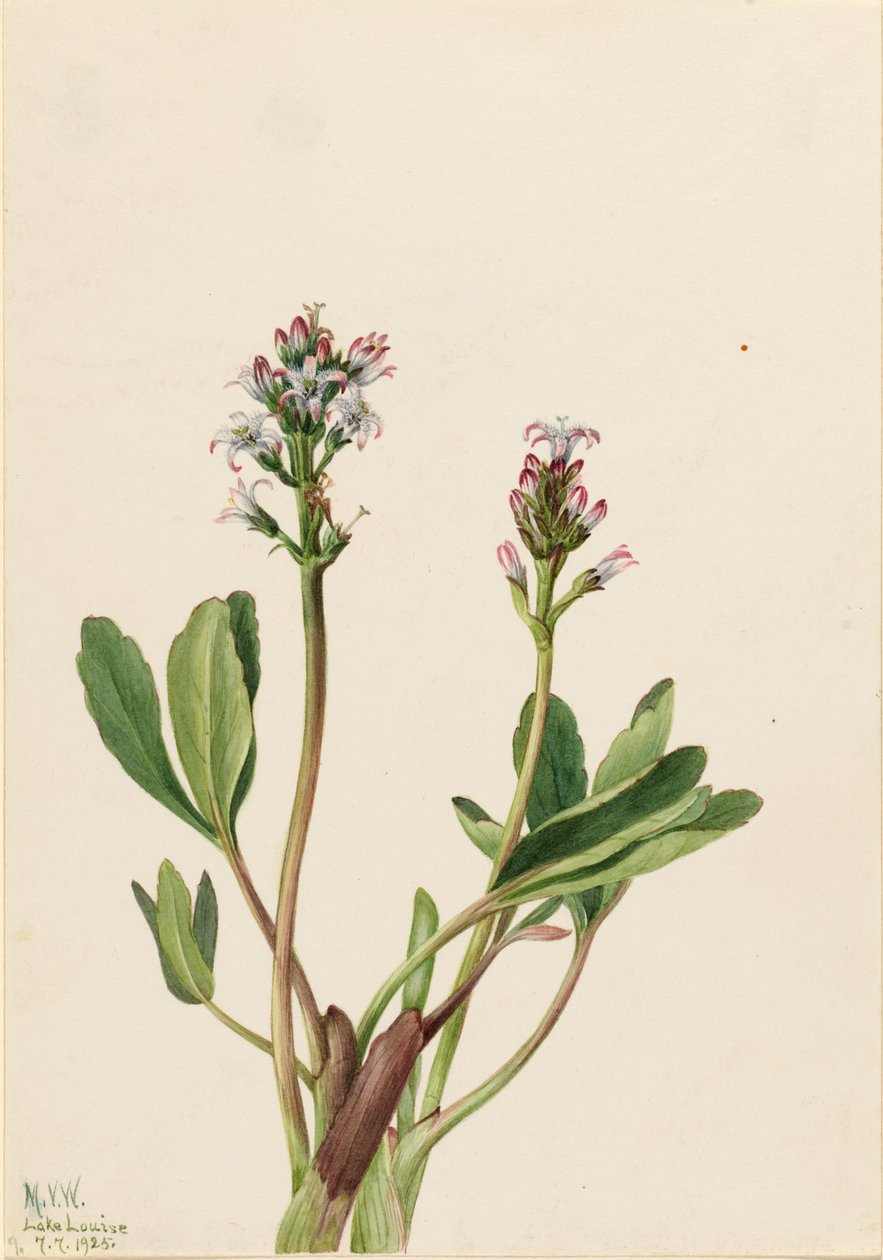 Fieberklee (Menyanthes trifoliata) von Mary Vaux Walcott