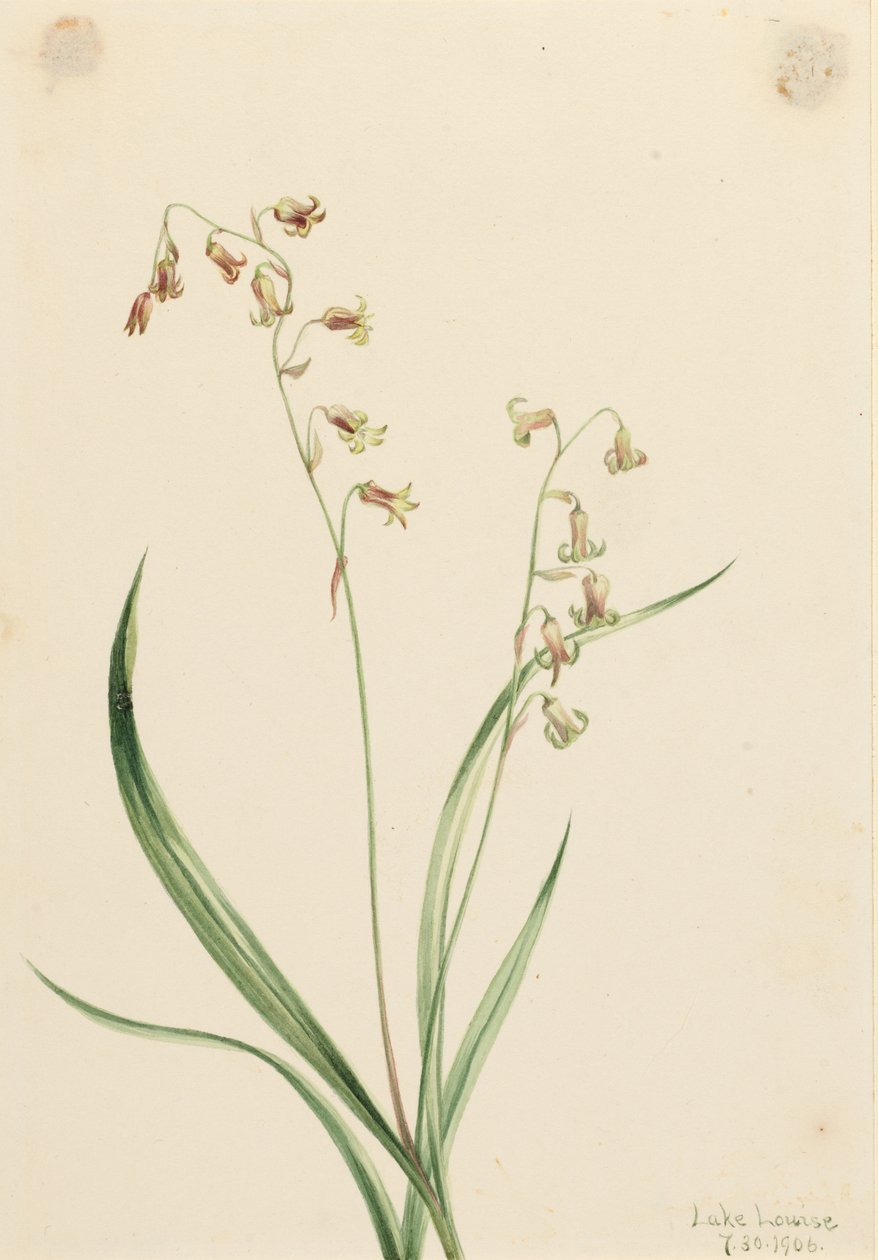 Bronzeglocken (Stenanthium occidentale) von Mary Vaux Walcott