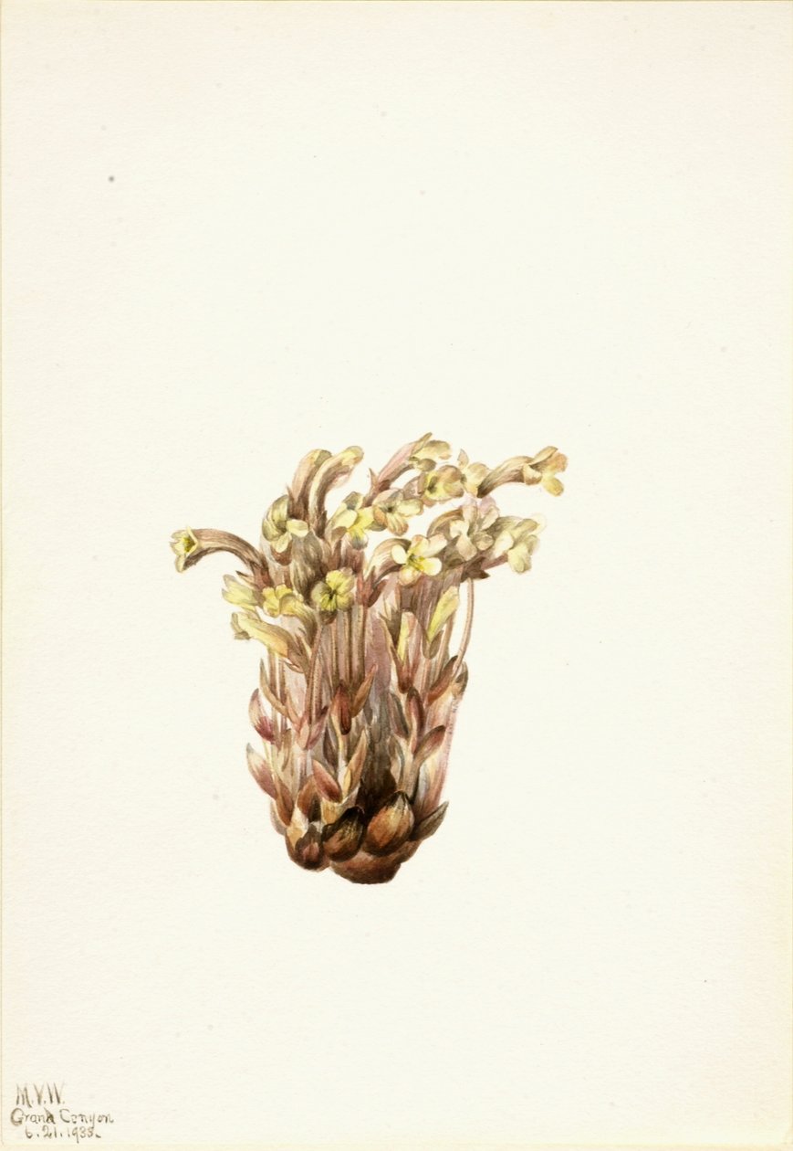 Sommerwurz (Orobanche fasciculata) von Mary Vaux Walcott