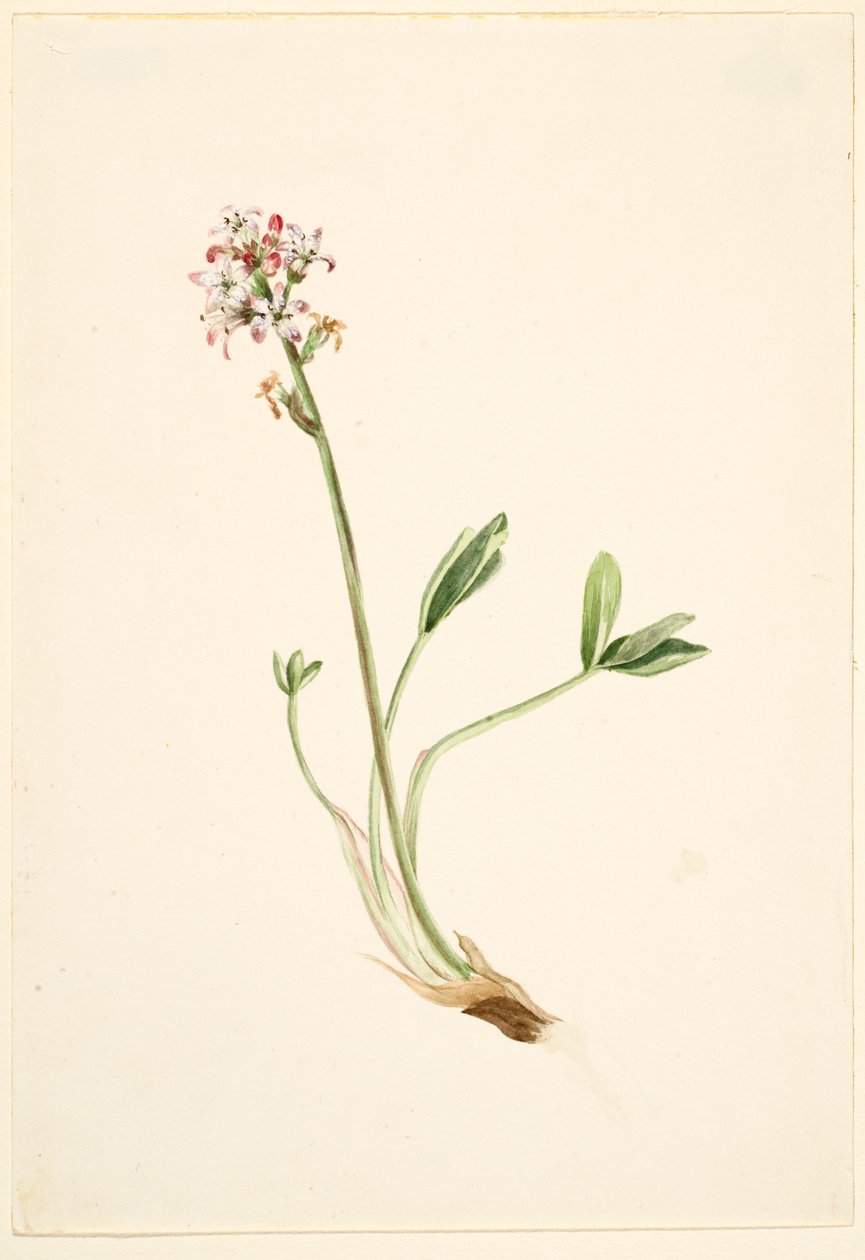 Fieberklee (Menyanthes trifoliata) von Mary Vaux Walcott