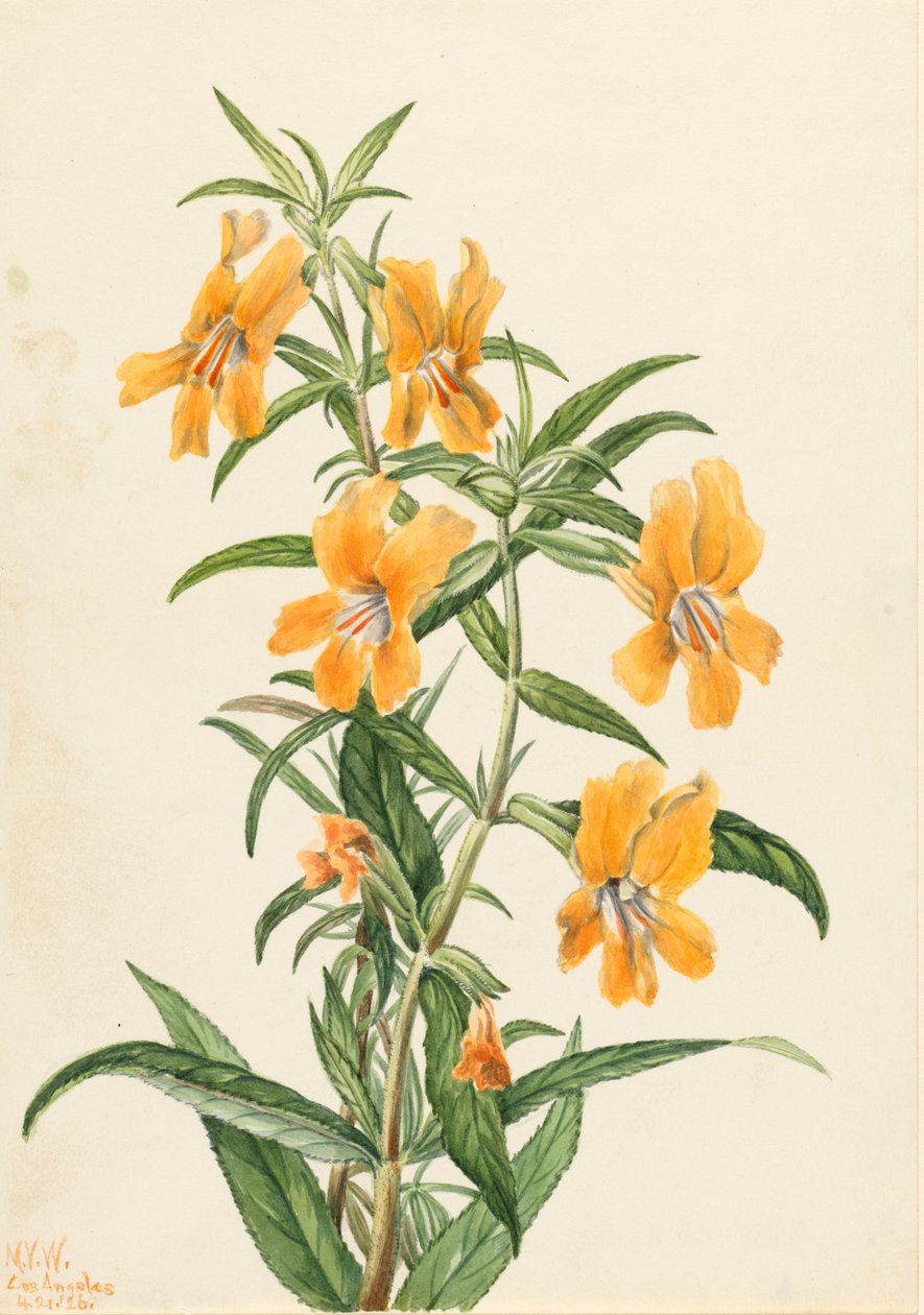 Buff Monkeyflower Diplacus longiflorus von Mary Vaux Walcott