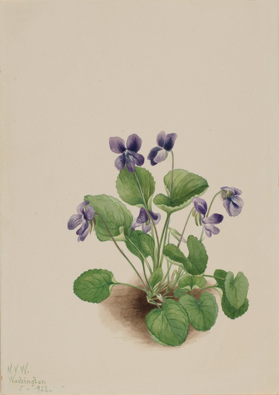 Schmetterlingsveilchen (Viola papilionacea) von Mary Vaux Walcott
