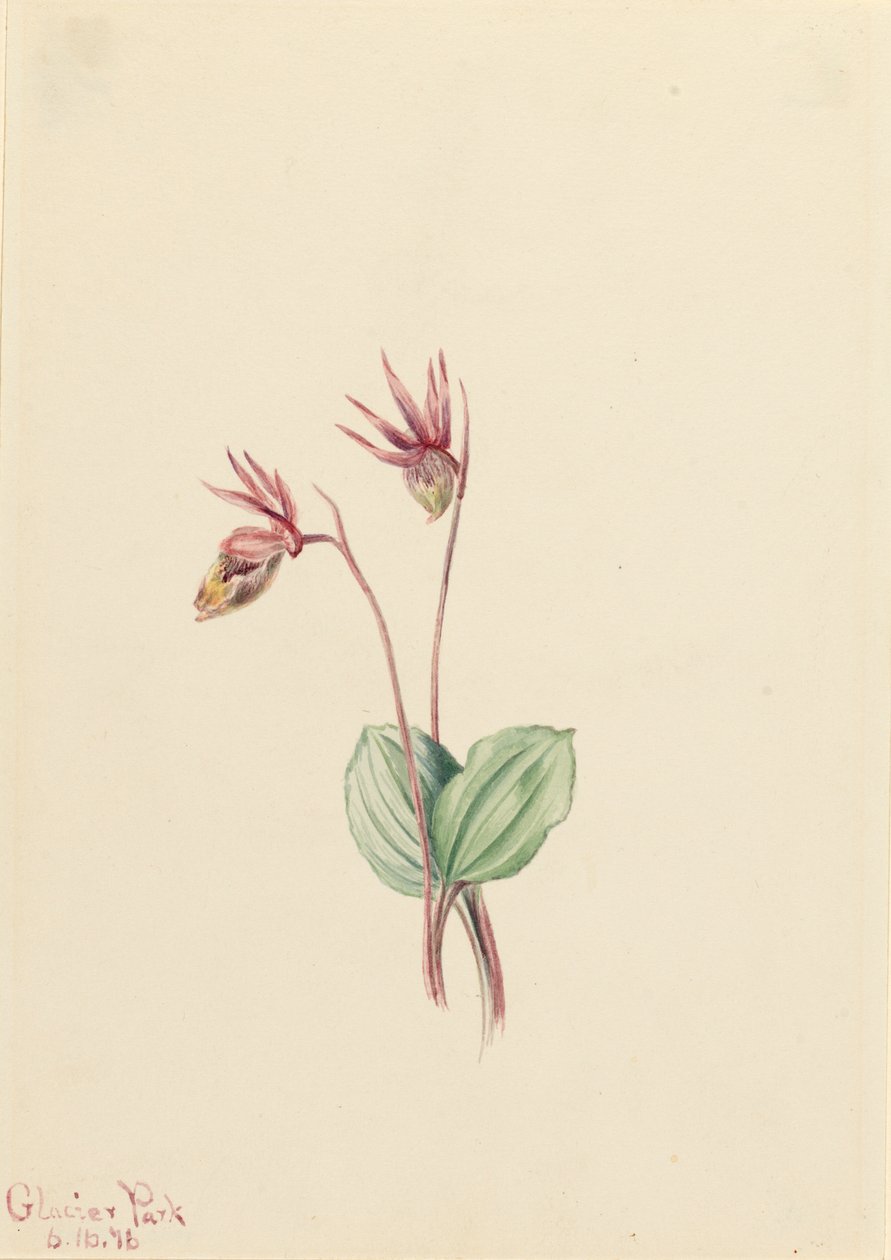 Calypso Cytherea bulbosa von Mary Vaux Walcott