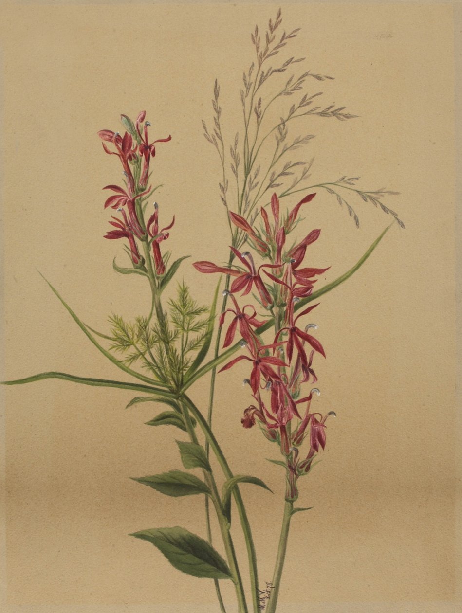 Kardinalblume (Lobelia cardinalis) von Mary Vaux Walcott