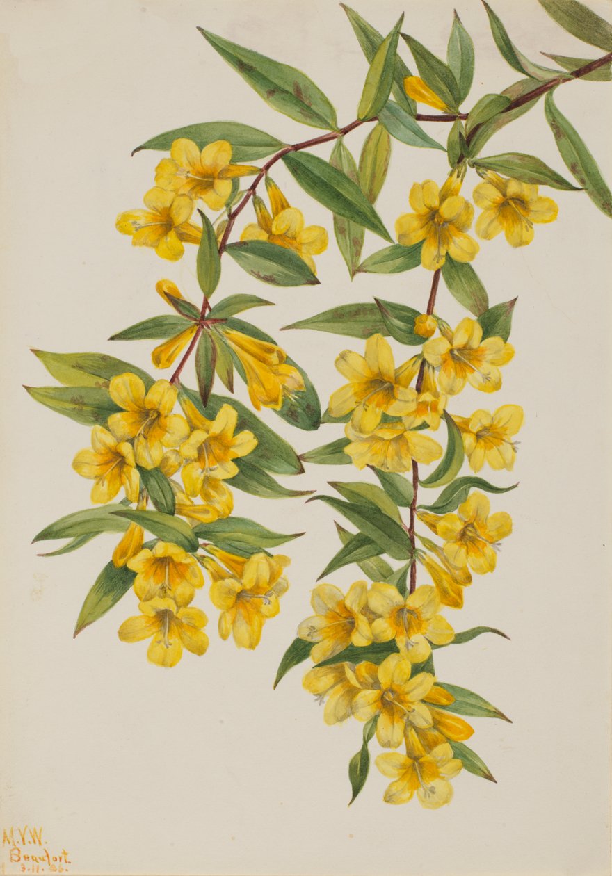 Carolina Jessamine Gelsemium sempervirens von Mary Vaux Walcott