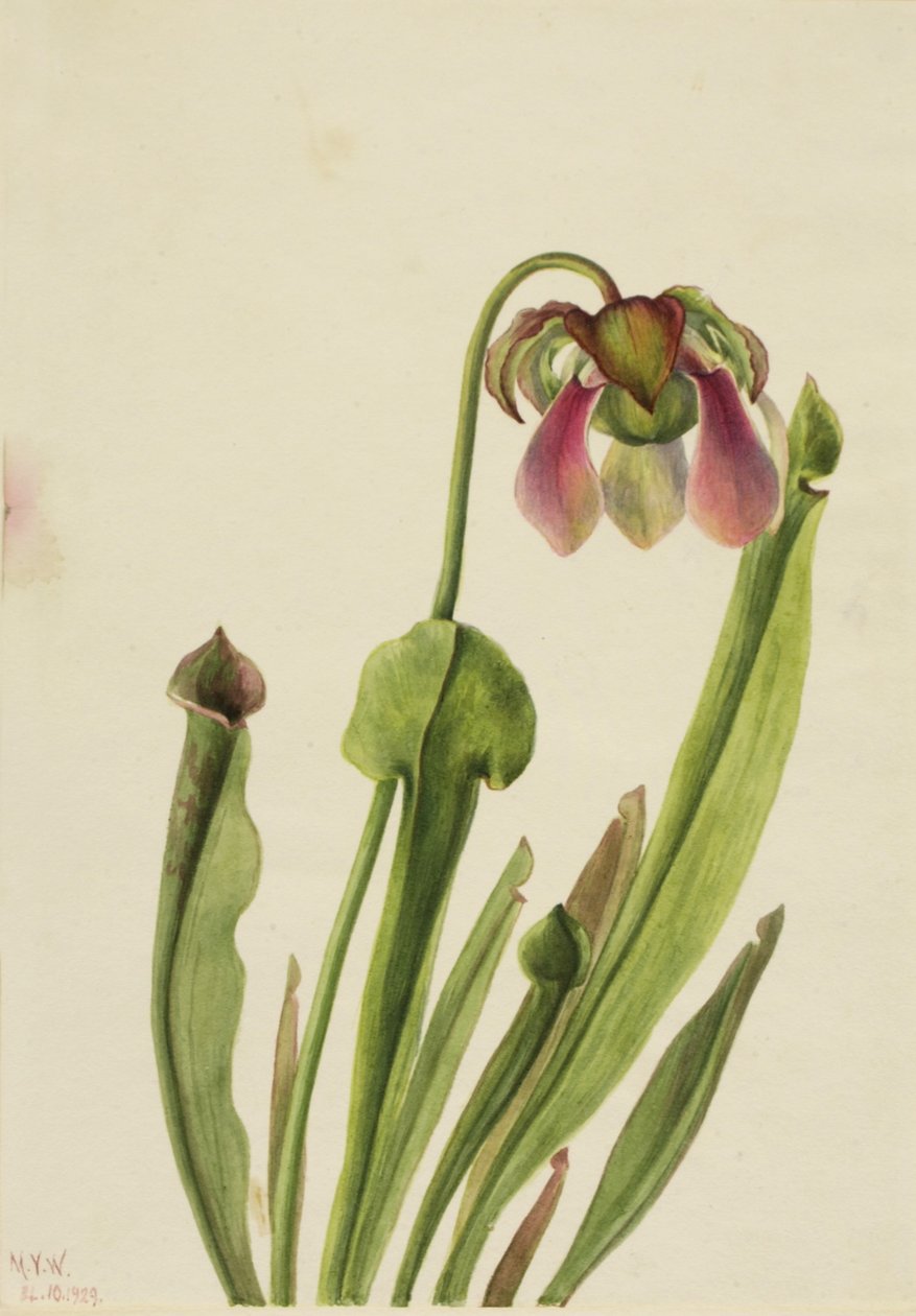 Catesby-Schlauchpflanze (Sarracenia catesaei) von Mary Vaux Walcott