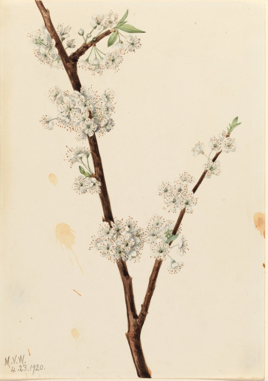 Chickasaw-Pflaume (Prunus angustifolia) von Mary Vaux Walcott