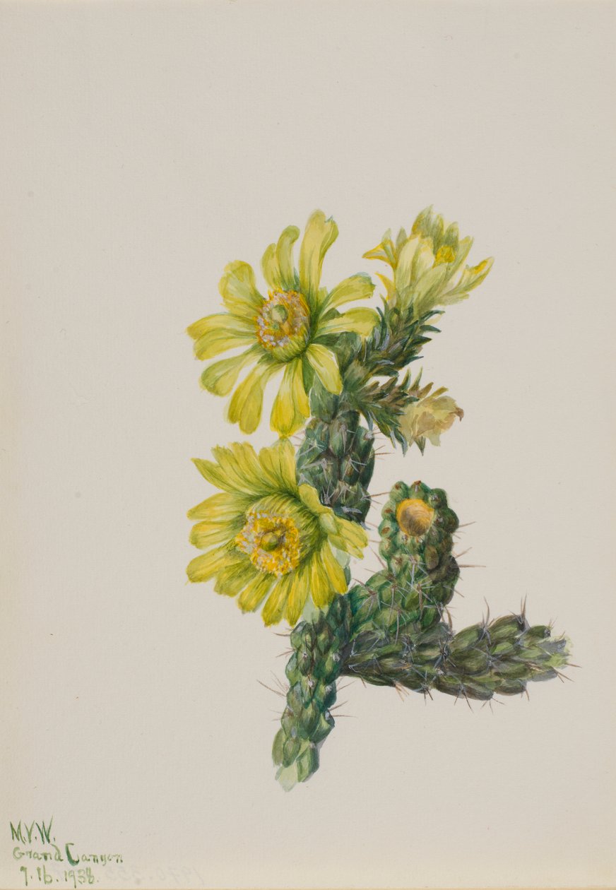 Cholla Opuntia whipplei von Mary Vaux Walcott