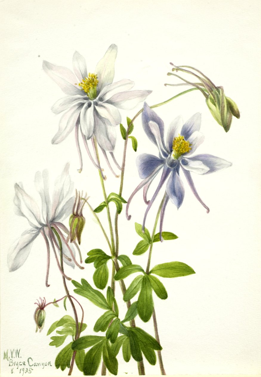 Akelei Aquilegia ecalcarata von Mary Vaux Walcott